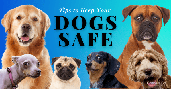 Tips to Keep Your Dogs Safe 