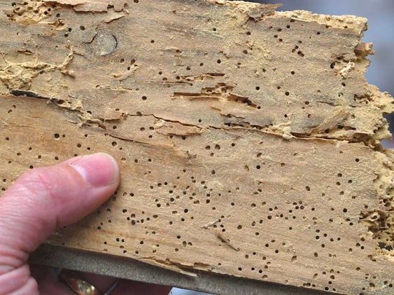 survey_woodworm